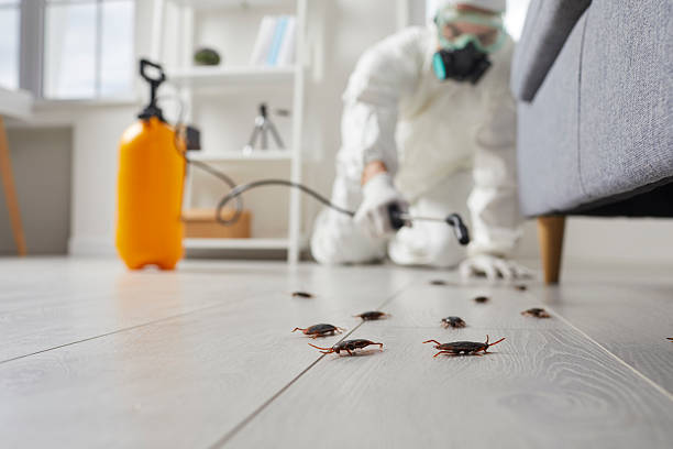 Commercial Rodent Management in East Dundee